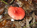 Russula rosea