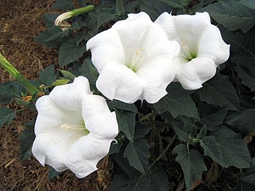 Sacred datura