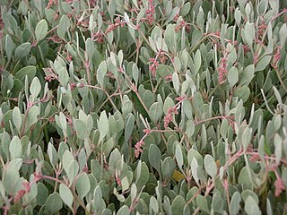 <i>Halimione portulacoides</i> Species of flowering plant