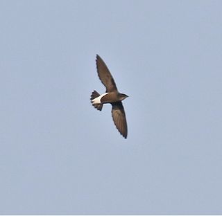 <span class="mw-page-title-main">Silver-backed needletail</span> Species of bird