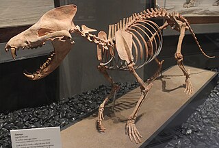 <i>Sinonyx</i> Extinct genus of mammals