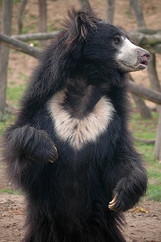 Уснати медвед (Melursus ursinus), звери Индијског потконтинента