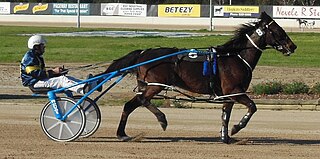 <span class="mw-page-title-main">Smoken Up</span> Australian Standardbred racehorse