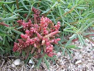 <i>Suaeda australis</i> Species of plant