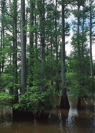 <i>Taxodium distichum</i> Species of cypress tree