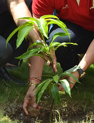 <span class="mw-page-title-main">Carbon dioxide removal</span> Removal of atmospheric carbon dioxide through human activity