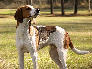 <span class="mw-page-title-main">Treeing Walker Coonhound</span> Dog breed