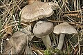 Tricholoma terreum