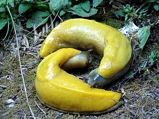 <span class="mw-page-title-main">Banana slug</span> Genus of molluscs