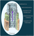 Pareti di una vena