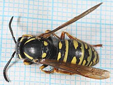 Vespula austriaca-f.jpg