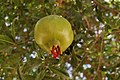 moxhe d' ene gurnåde, avou les restants del rodje fleur