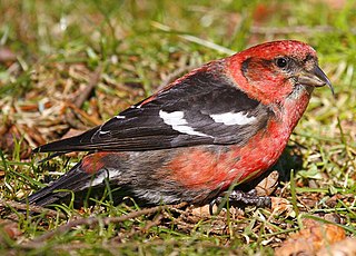 <span class="mw-page-title-main">Two-barred crossbill</span> Species of bird