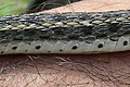 Keeled scales of Buff-striped keelback Amphiesma stolatum, a colubrid.