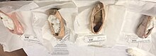 Ballet slippers in the APAC collection APAC Ballet Slippers.jpg