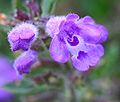 Clinopodium alpinum