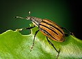 Adult citrus root weevil