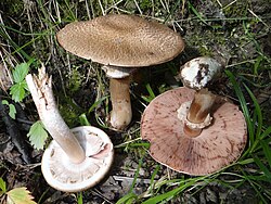 Miškinis pievagrybis (Agaricus silvaticus)