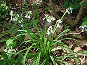 Glöckchen-Lauch (Zwiebeln, Blätter und Blüten)