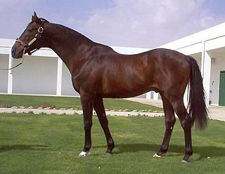 <span class="mw-page-title-main">Alysheba</span> American-bred Thoroughbred racehorse