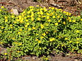 * Nomination Anemone ranunculoïdes -- Famberhorst 05:23, 3 May 2013 (UTC) * Decline  Oppose Unsharp & some aliasing on flowers --A.Savin 09:40, 3 May 2013 (UTC)