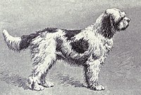 The Barbet, one of the oldest breeds of water dogs. Barbet from 1915.JPG