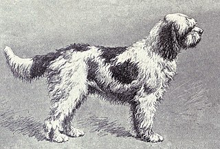 <span class="mw-page-title-main">Water dog</span> Dog type