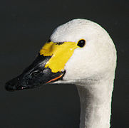 Sibirinė mažoji gulbė (Cygnus columbianus bewickii)