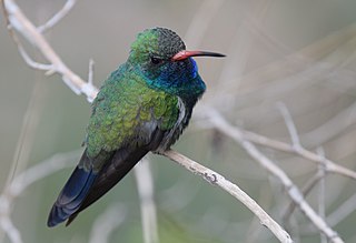 <span class="mw-page-title-main">Broad-billed hummingbird</span> North-American hummingbird