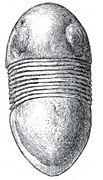 Bumastus niagarensis was a styginid trilobite from southeastern Wisconsin