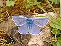 Papilionoidea/Lycaenidae (Polyommatus icarus)