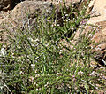 Ceanothus ophiochilus