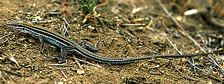 Orange-throated whiptail Species of lizard