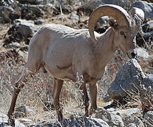 Mouflon bighorn