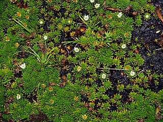 <i>Donatia novae-zelandiae</i> Species of flowering plant