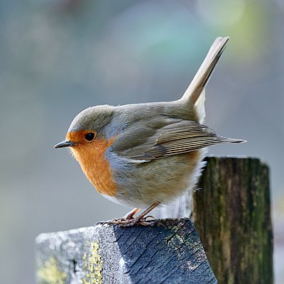 Robin in profile with the tail sticking up.