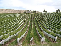 A vineyard in Fairhall, with Woodbourne Homestead in the background