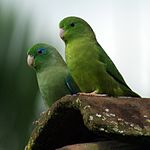 A green parrot whose males have blue eye-spots and blue tipped wings, whereas females have black-tipped wings and no eye-spots