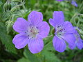 Metsäkurjenpolvi Geranium sylvaticum