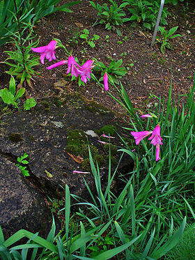 Korngladiolus (Gladiolus italicus) Foto: H. Zell