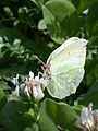 Gonepteryx cleopatra