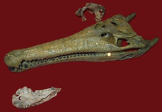 <i>Harpacochampsa</i> Extinct genus of crocodilian