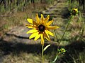 (Helianthus angustifolius)