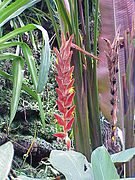 Heliconia vellerigera