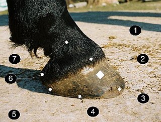 <span class="mw-page-title-main">Nail prick</span> Shoeing injury in horses