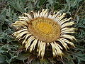 Carlina acanthifolia