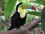 En Svaveltukan på La Pumas Zoo, Guanacaste, Costa Rica