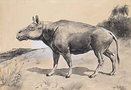 Charles R. Knight'ın izlenimiyle Entelodon