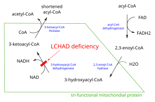 <span class="mw-page-title-main">Beta oxidation</span> Process of fatty acid breakdown