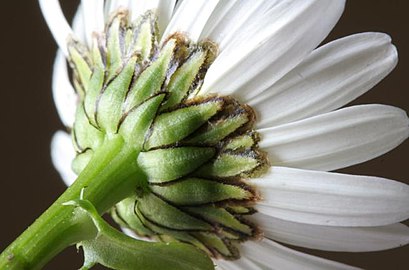 Leucanthemum vulgare ENBLA03.JPG